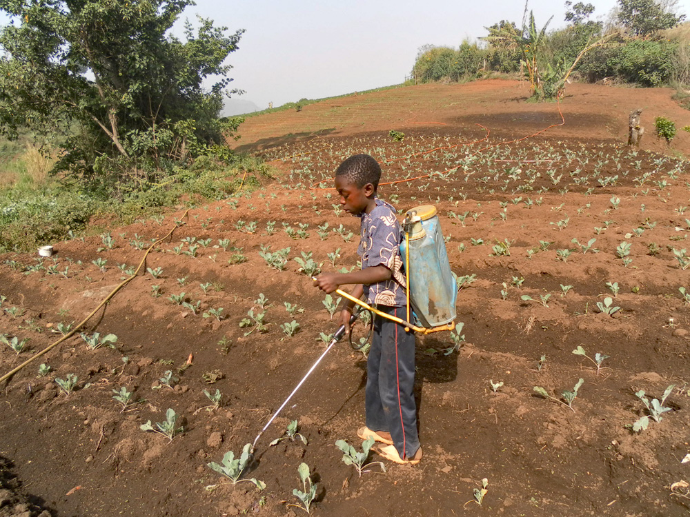 Bewässerung von Farmland in Kamerun