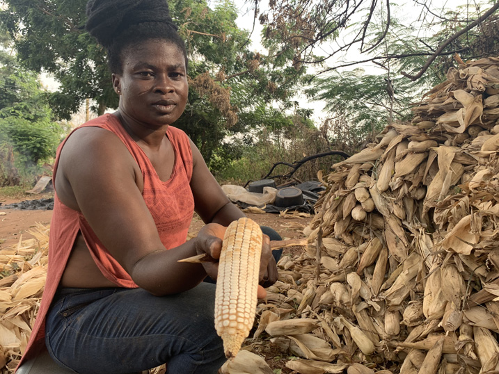 Aflatoxine ruinieren die Ernte in Ghana