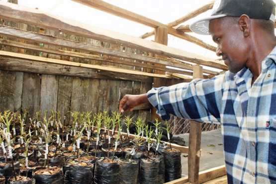 Peter Karanja züchte Avocado-Setzlinge und verteilt sie an Bauern in Kenia.