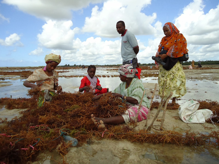 Frauen in einem Algengarten auf Sansibar