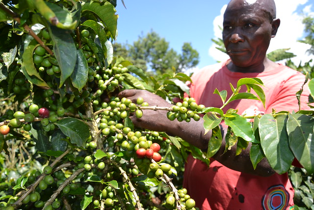 Kaffeebauer in Nyeri in Kenia