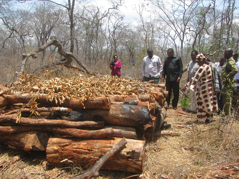 Produktion von Holzkohle in Tansania