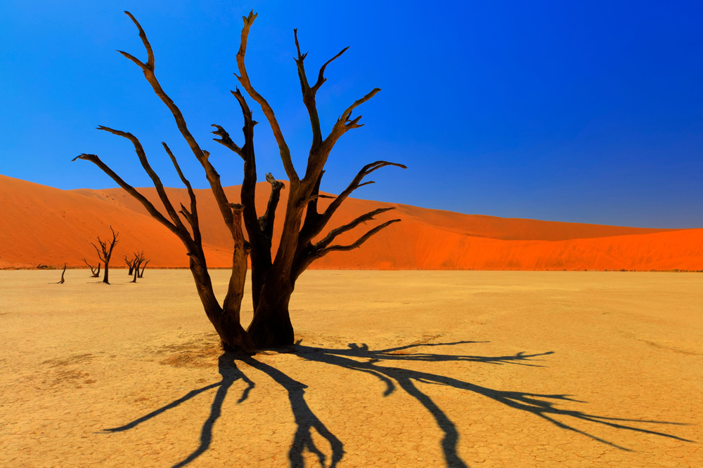 Dead Vlei in Namibia - Bild: Canva
