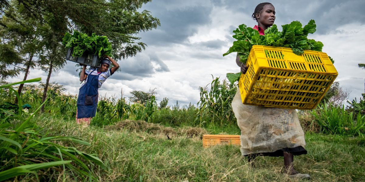 Landwirtschaft in Kenia - Bild: Canva