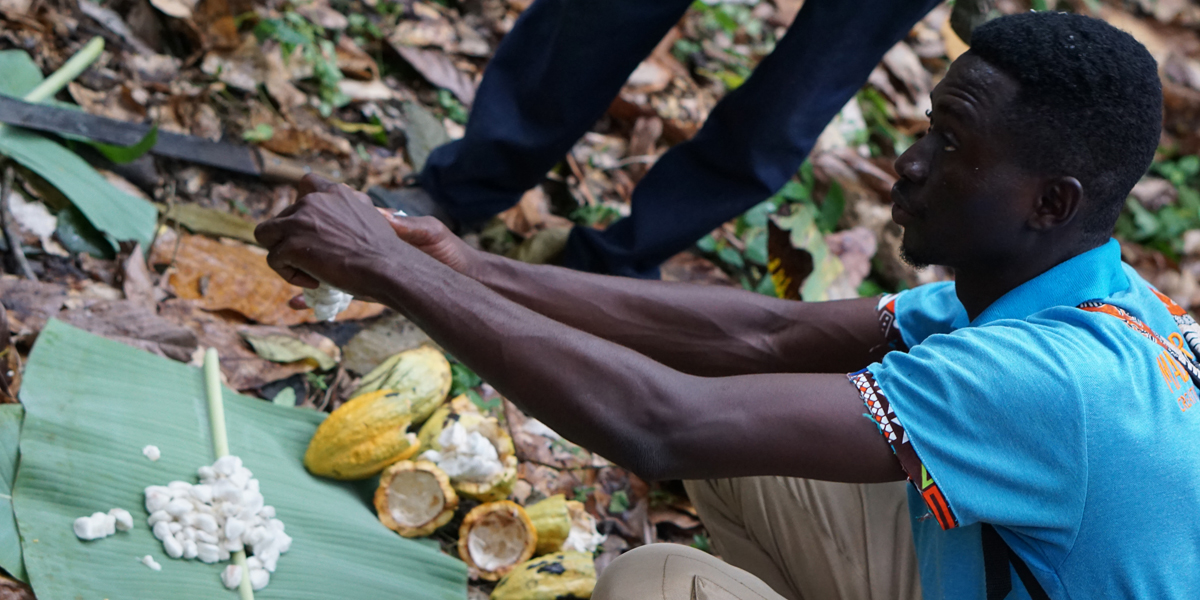Schokoladenfarm in Ghana - Bild: Martin Sturmer