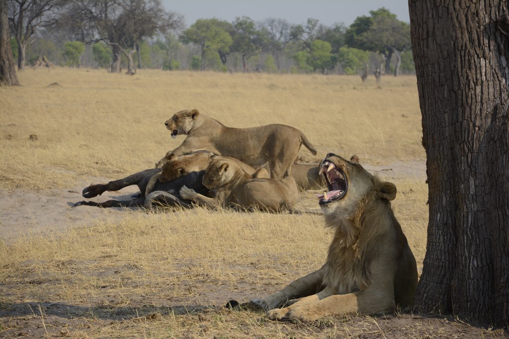 Ein Löwenrudel mit einem erlegten Afrikanischen Büffel in Simbabwe
