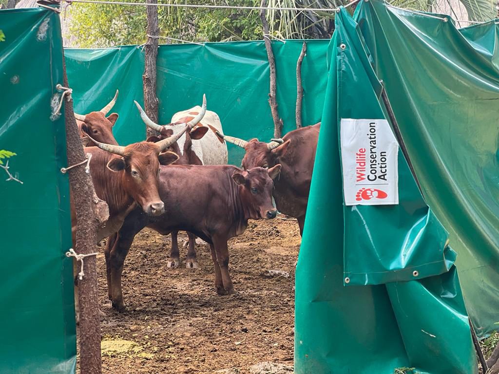 Ein sicheres Viehgehege schützt Rinder vor Löwenangriffen in Simbabwe.